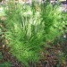 Royal Fern